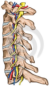 Lateral topographic relationship of the spinal nerve and vertebral artery