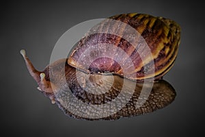 Lateral view of Achatina fulica