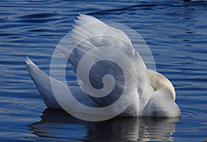 Lateral view on beautiful swan ruffling its feathers.