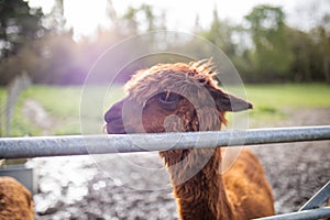 Lateral view of a brown alpaca on the muddy ground behind a fence