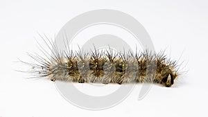 Caterpillar Genus Anthela