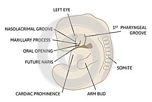 Lateral view of ebryo at 6 to 8 weeks. Development of the child Face, future nose, eye, mouth. Medical illustration marked with