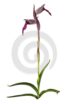 Wild Tongue Orchid plant over white - Serapias lingua photo
