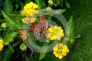 Lateral view of Gulf Fritillary or Passion Butterfly on Lantana plant