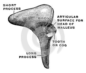 Lateral View of the Incus, vintage illustration