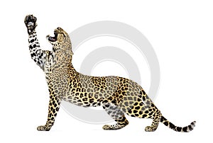 lateral view of a leopard stretching its paws upwards, mouth open showing its fangs, Panthera pardus, isolated on white