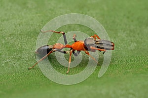 Lateral view of Male Ant mimic spider eyes, Myrmarachne formicaria photo