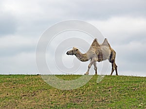 Lateral view of a single Bactrian camel, Camelus bactrianus, in a meadow