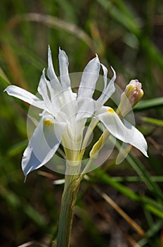 Lateral view of white Barbary nut flower - Gynandriris sisyrinchium