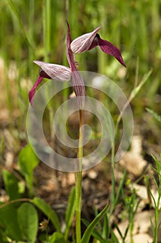 Lateral view of wild Tongue Orchid - Serapias lingua photo