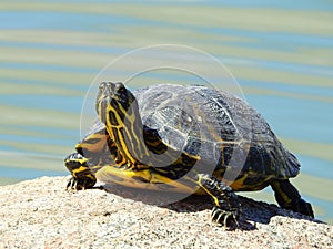 Lateral view of a yellow-bellied slider Turtle sunbathing photo