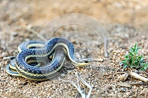 Lateral Water Snake, Thamnosophis Lateralis, Anja Comunity reserve, Madagascar wildlife