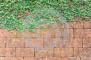 Laterite brick wall and ivy
