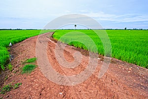 Laterite road in the rice field