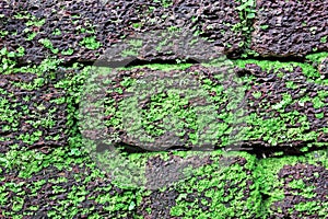 Laterite Stone Brick Wall Closeup photo