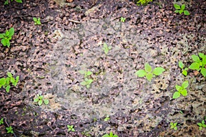 Laterite stone wall with grass and moss growth forming beautiful textured on the surface for background. Old laterite bricks textu