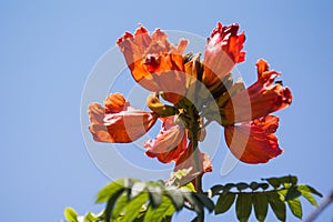 Lates calcarifer orange flowers photo