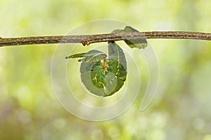 Latest instar caterpillar of common nawab butterfly Polyura at photo