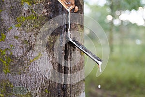 Latex being collected from a wounded rubber tree