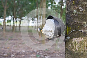 Latex being collected from a wounded rubber tree