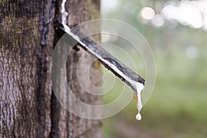 Latex being collected from a wounded rubber tree