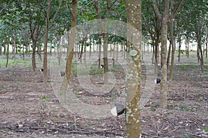 Latex being collected from a wounded rubber tree