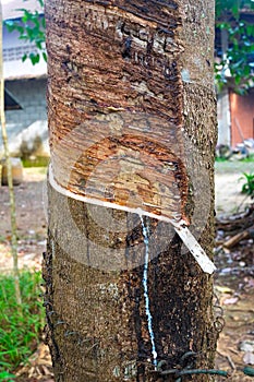 Latex extracted from rubber tree source of natural rubber
