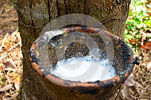 Latex extracted from rubber tree source of natural rubber