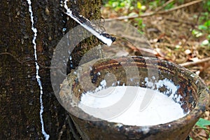 latex extracted from rubber tree source of natural rubber