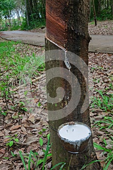 latex extracted from rubber tree source of natural rubber