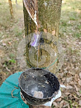 Latex extraction from rubber tree