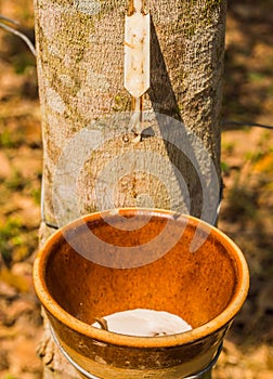 Latex of para rubber from rubber tree or Hevea brasiliensis