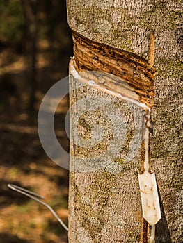 Latex of para rubber from rubber tree or Hevea brasiliensis