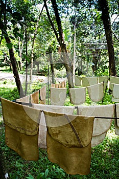 Latex of rubber tree drying on the washing line