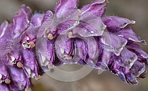 Lathraea squamaria, the common toothwort, is a species of flowering plant in the family Orobanchaceae. photo