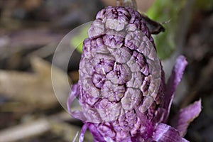 Lathraea squamaria, the common toothwort, is a species of flowering plant in the family Orobanchaceae photo