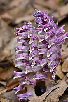 Lathraea squamaria, the common toothwort, is a species of flowering plant in the family Orobanchaceae photo