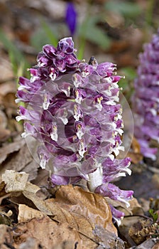 Lathraea squamaria, the common toothwort, is a species of flowering plant in the family Orobanchaceae. photo