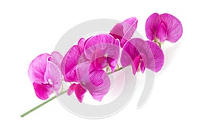Lathyrus.