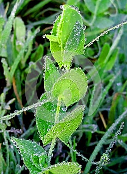 Lathyrus aphaca yellow vetchling wild pea with dew drop