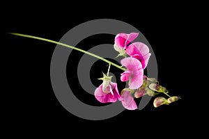 Lathyrus flowers isolated