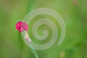 Lathyrus nissolia, grass vetchling or grass pea Fabaceae in NW Spain