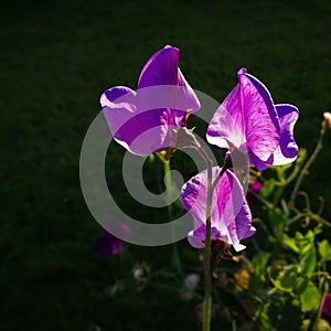 Lathyrus odomtus photo