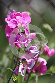Lathyrus odoratus flowers in garden
