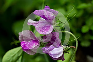 Lathyrus odoratus sweet pea blossoms with purple and white color