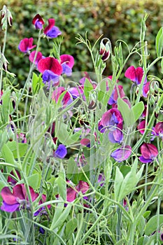 Lathyrus odoratus sweet pea