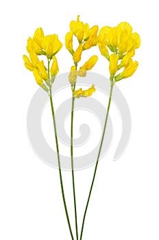 Lathyrus pratansis flower isolated