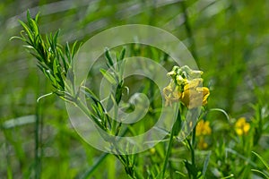 A Lathyrus pratensis flower of the meadow growing on the summer meadow