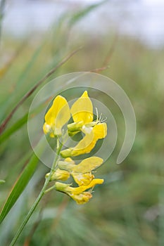Lathyrus pratensis. Meadow peavine, yellow pea on the maedow in summer