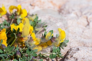 Lathyrus pratensis or meadow on stone...